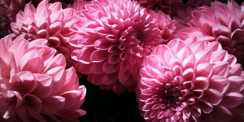 Shoshi📎［・×・］🗼🇫🇷 banner