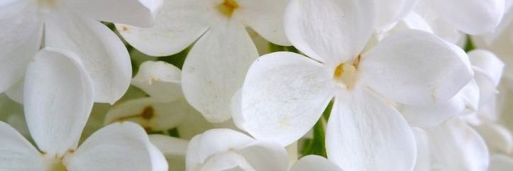 becca_dotcom's profile banner image