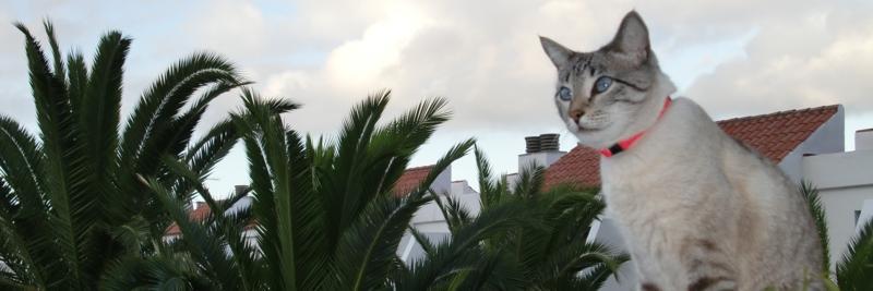 CForadada's profile banner image