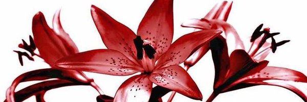 Archeimist Profile Banner