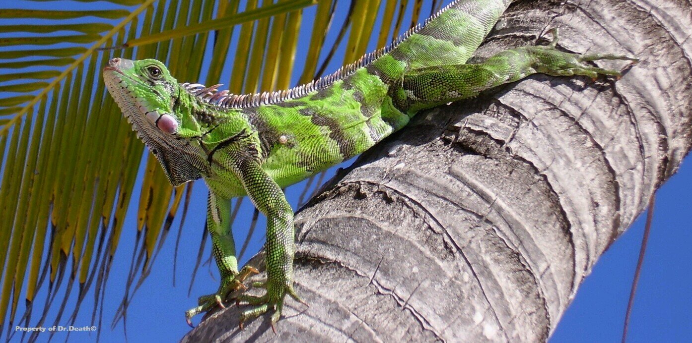 EÐ UNACCEPTABLE ŦØÐłŃG 🇨🇦 banner