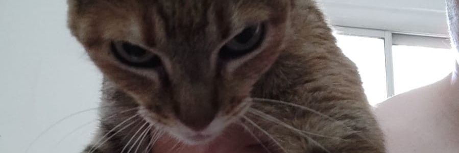 LongoMelina's profile banner image
