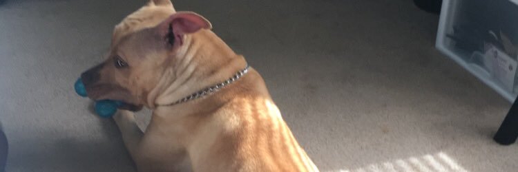 cee_g1izzy's profile banner image