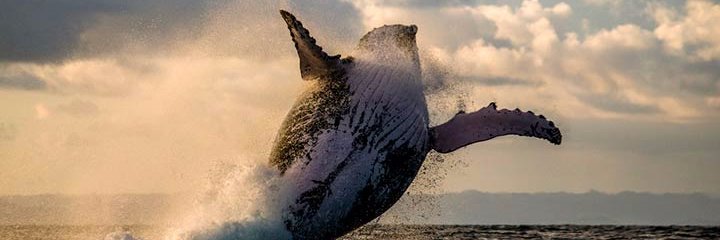 LivinForAnimals's profile banner image