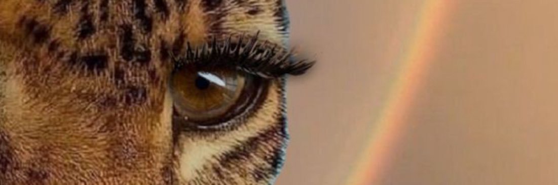 shimaaashraf70's profile banner image