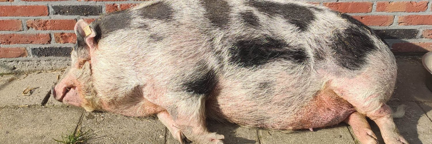 Rose Verhoeven 🇳🇱 🎗️ banner