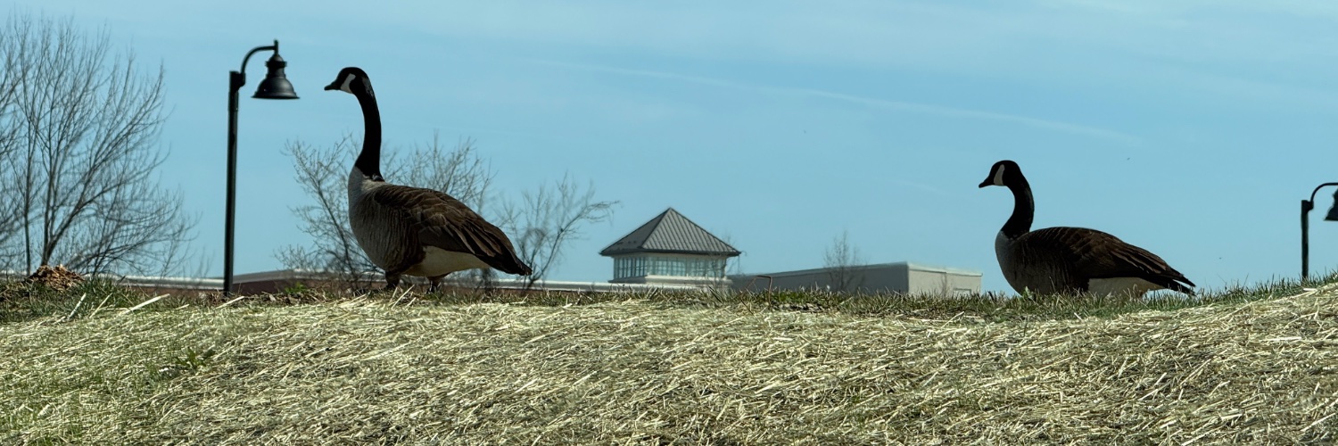 变态辣椒RebelPepper banner