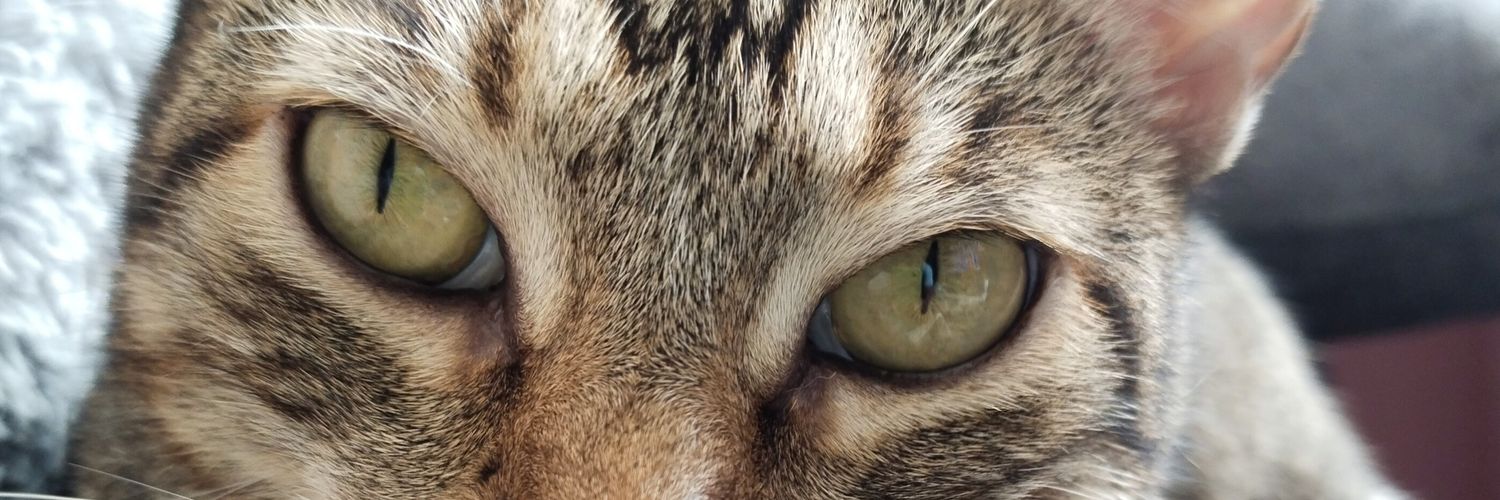 lylyrueda's profile banner image