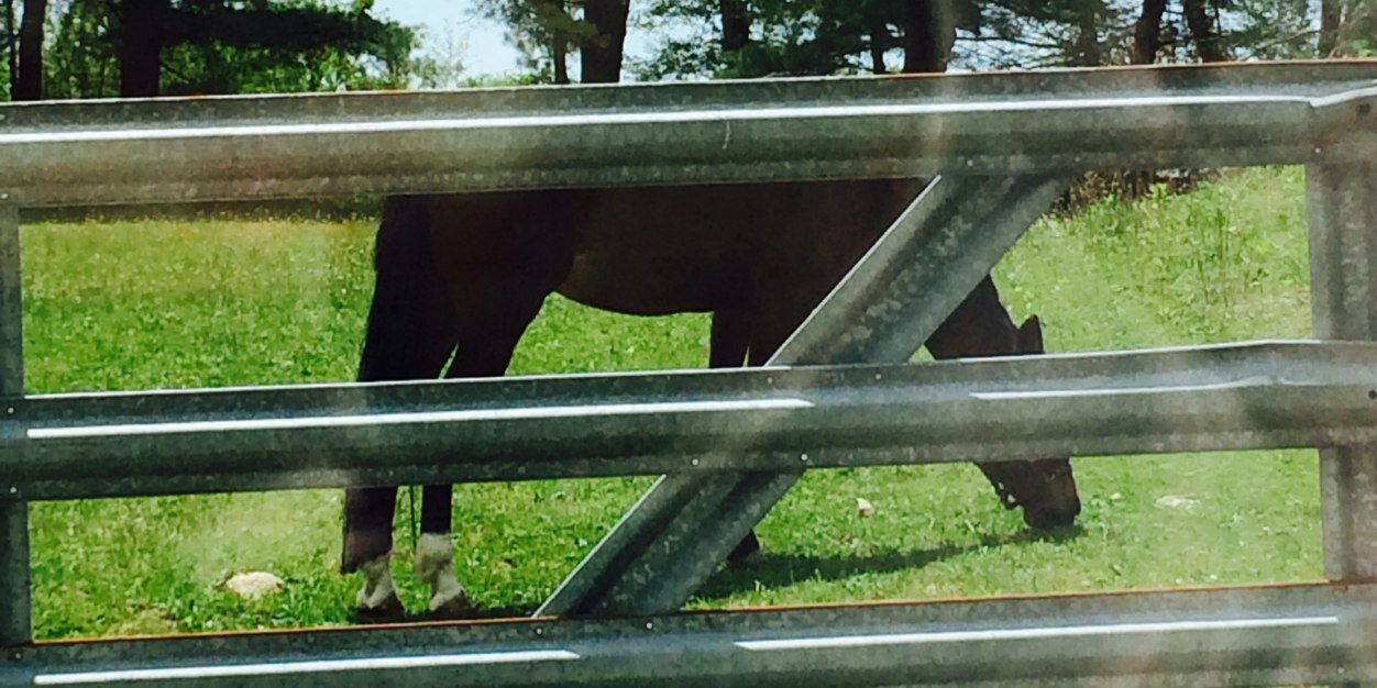 equestrian1229's profile banner image
