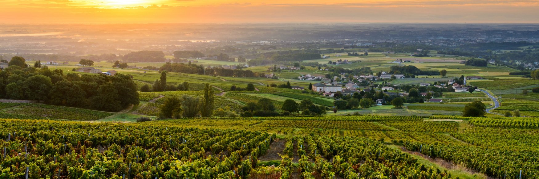 SommTalk's profile banner image