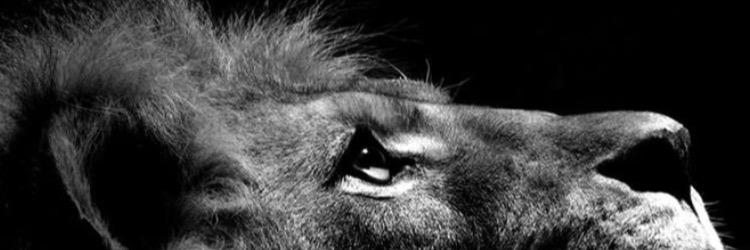 K9_General's profile banner image