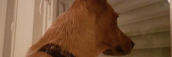 chadpepehands's profile banner image