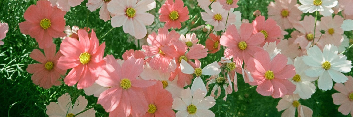 ɢᴍ (*´ω`*)🐈‍⬛🐈 banner