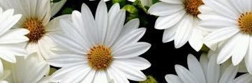 ju_freire_'s profile banner image