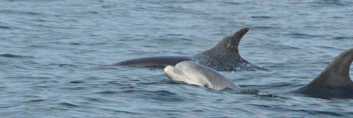 Dr Nicholas Baker-Horne banner