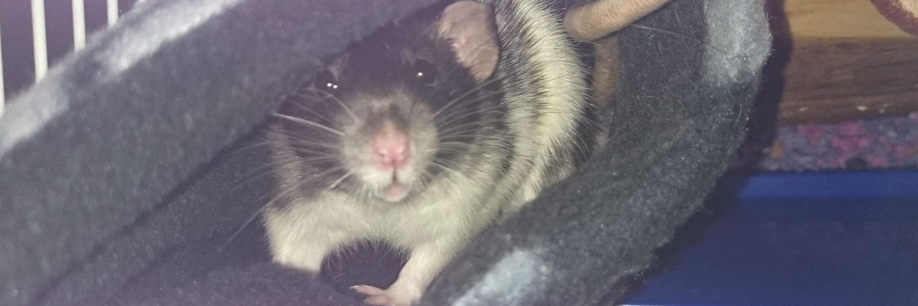 RatsForPets's profile banner image
