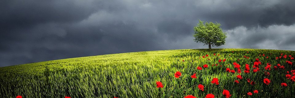 Pratinfiore's profile banner image