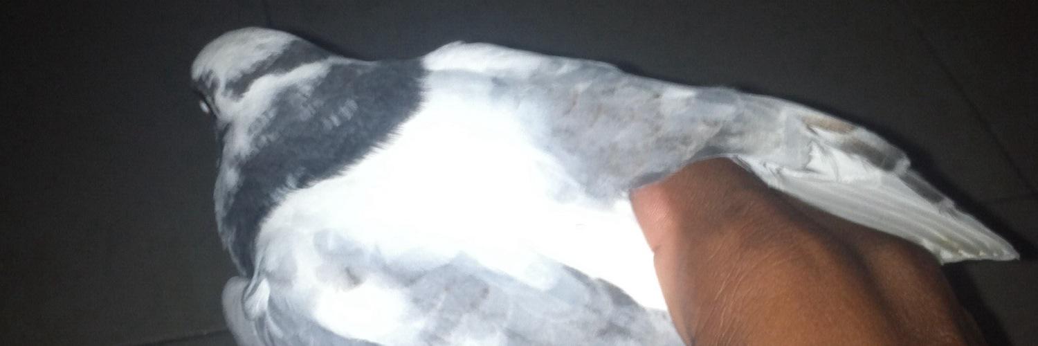 adonis1216's profile banner image