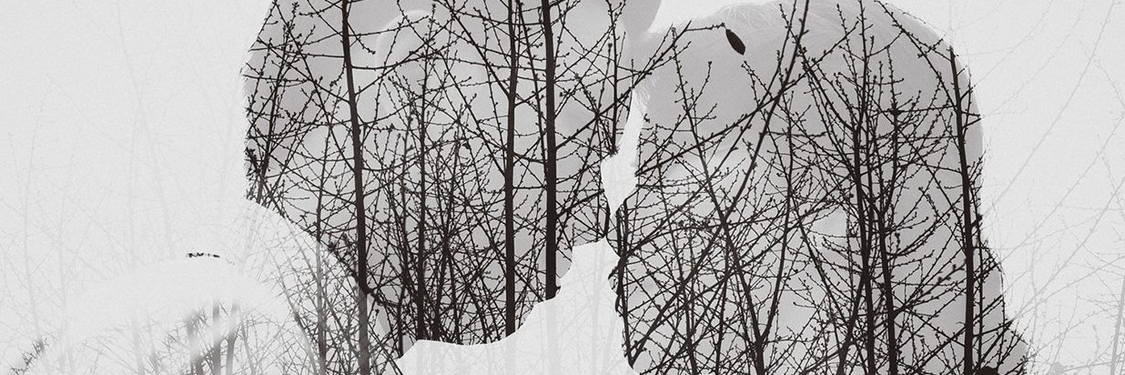 Armando abreu  banner