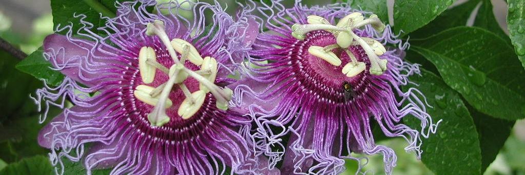 Mary M. Walsh Art Advisory banner