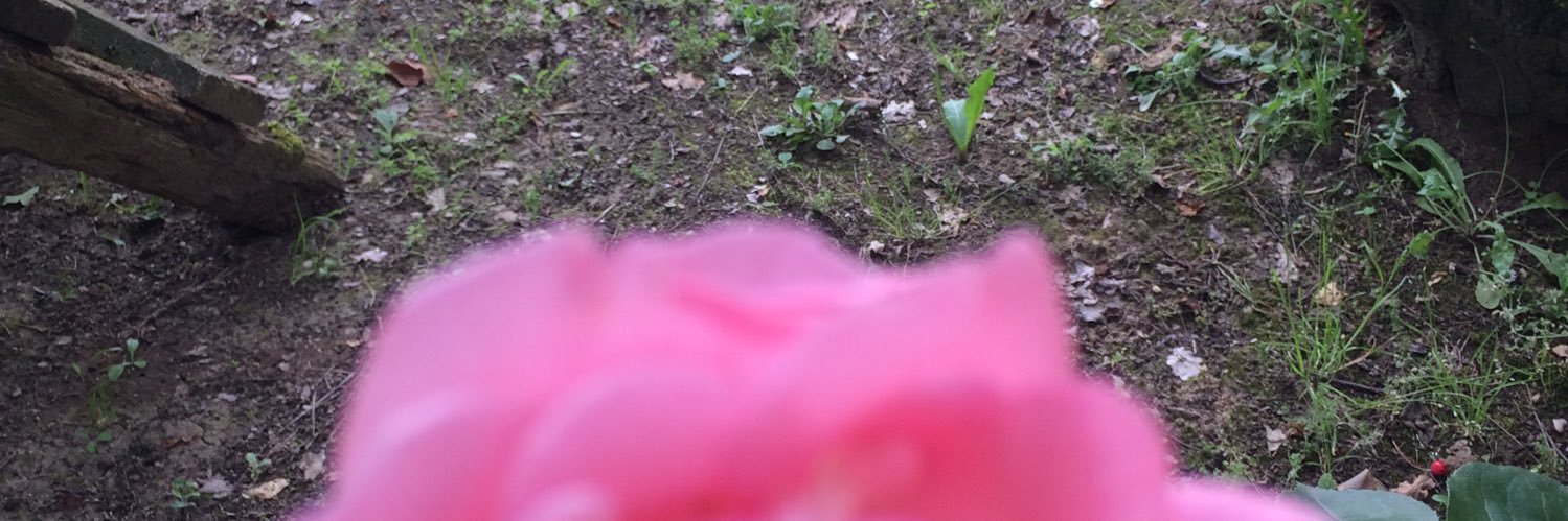 BrianiAdamo's profile banner image