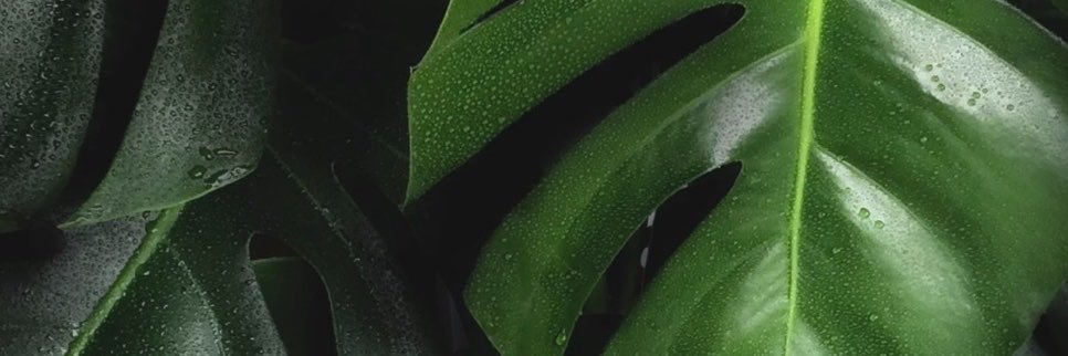 Flavyous's profile banner image