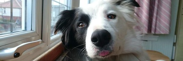 saygrays Profile Banner