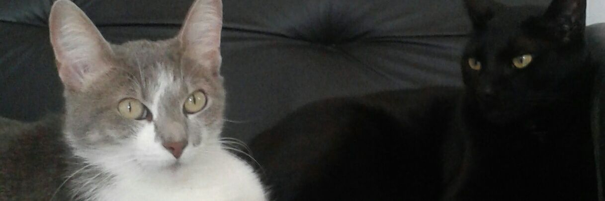 MNoitaF's profile banner image
