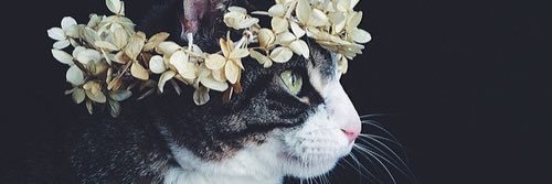 SandraJolon's profile banner image