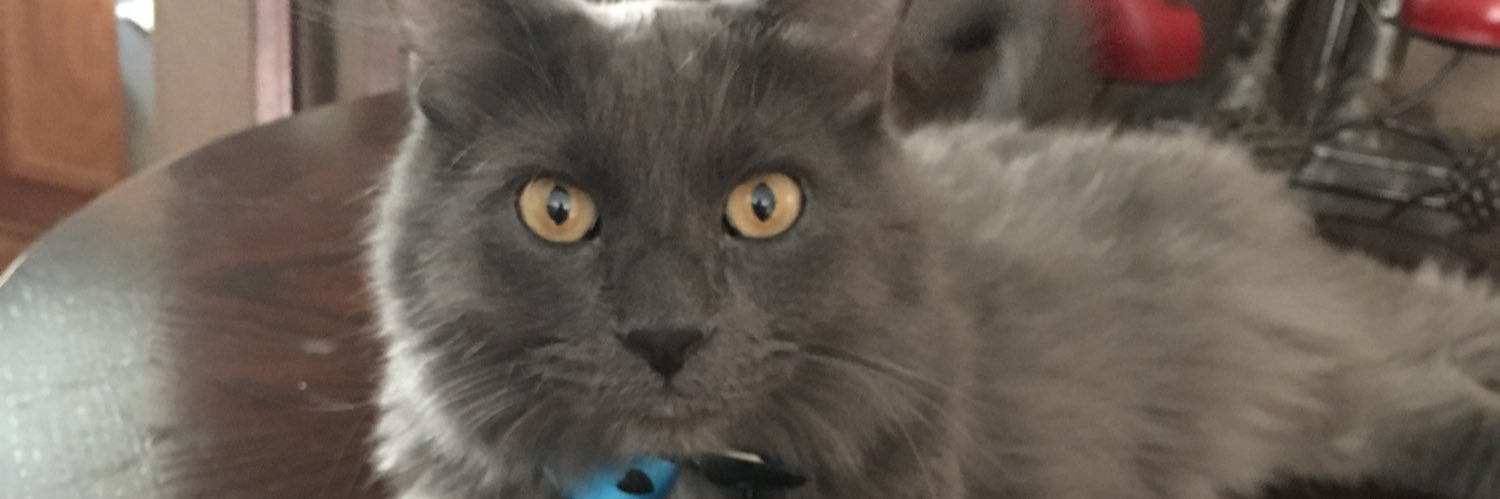 TheBaxterCat's profile banner image
