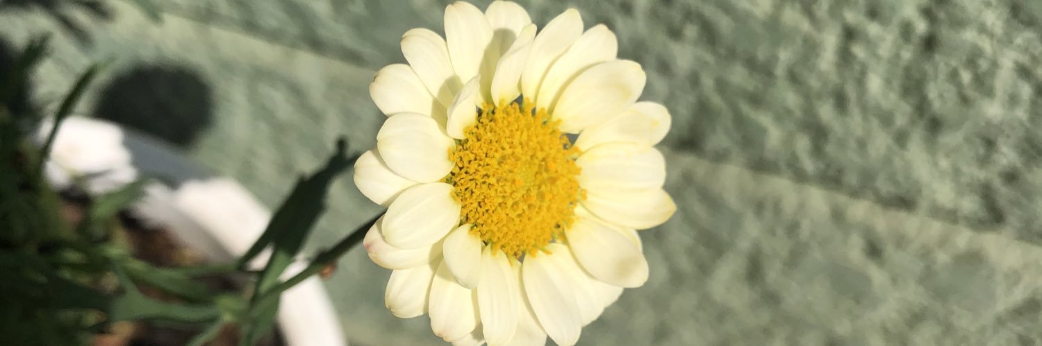 AleKiomi's profile banner image