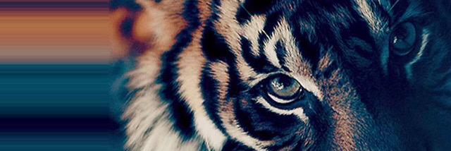 Sayumzook's profile banner image