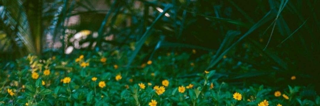 ibalmochammad's profile banner image