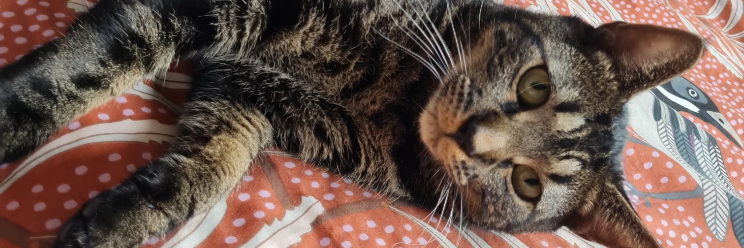 Basil and Monty and Teddy oh my! banner