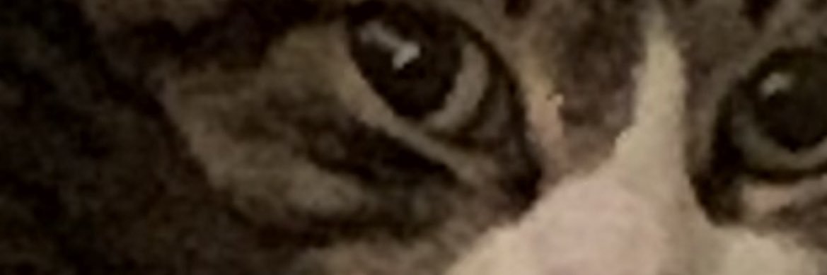 catboi🔴⚫️ banner