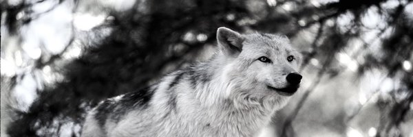 free_wolf80 Profile Banner