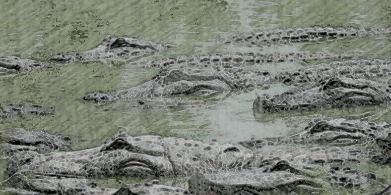 flashygator's profile banner image