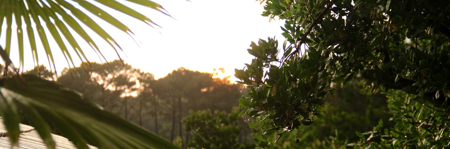 LeaSirot's profile banner image