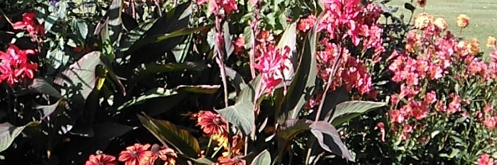 Ann Fitchett💙NHS 🇺🇦🦏🐘🦁🦈 banner