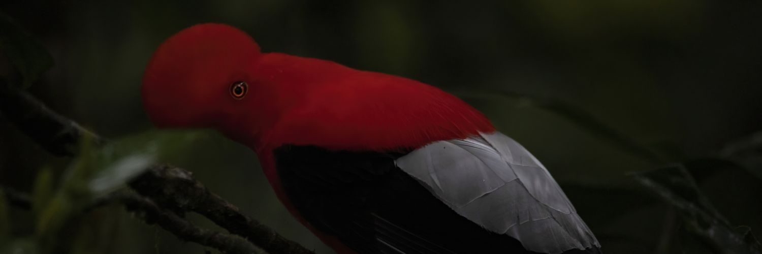 Tony Jaramillo Photography banner