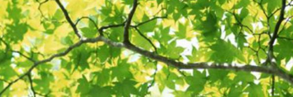 د. محمد العليان banner