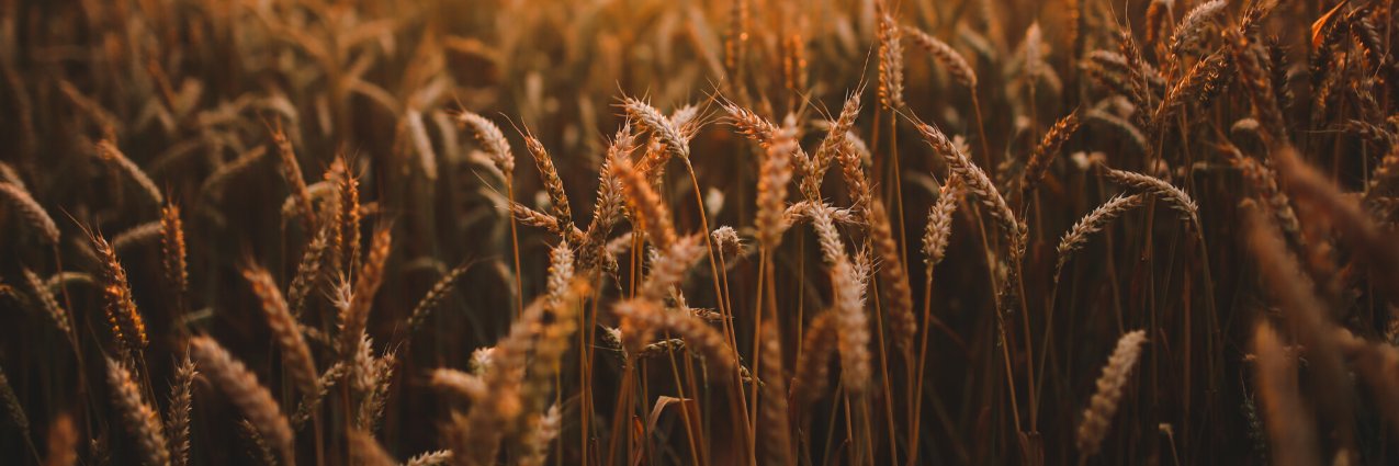 Victor Maignan banner