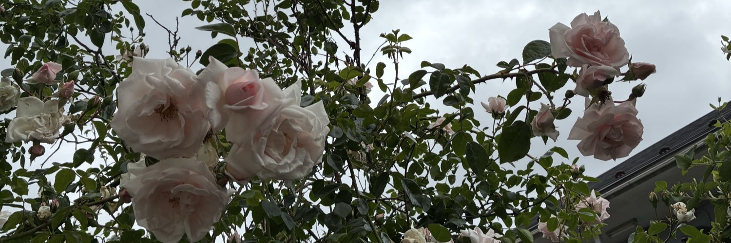 Piaceremiyagi's profile banner image