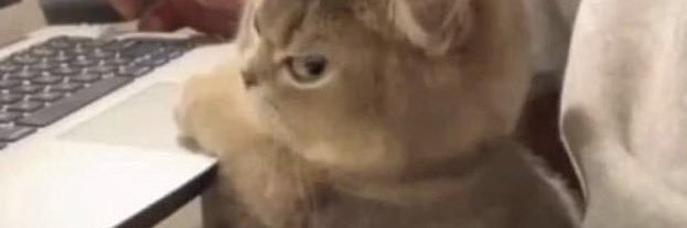 LotusFantasy121's profile banner image