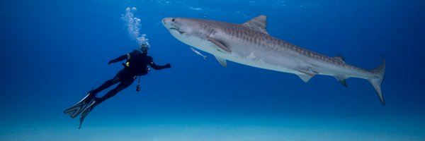 JimmyRex Profile Banner