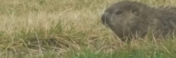 Zoderr Profile Banner