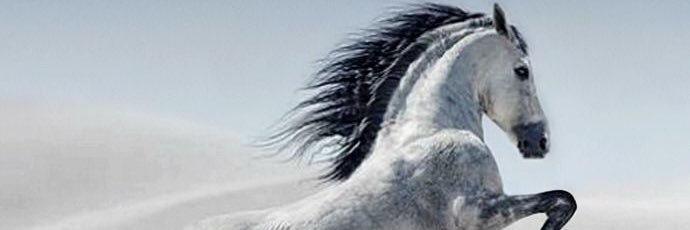 Tshowaier's profile banner image