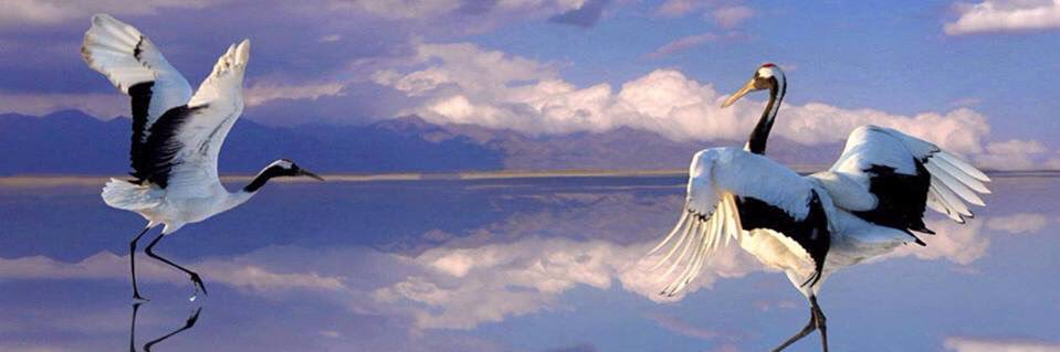 birdgarden's profile banner image