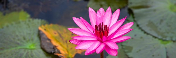 ParasBatavia Profile Banner