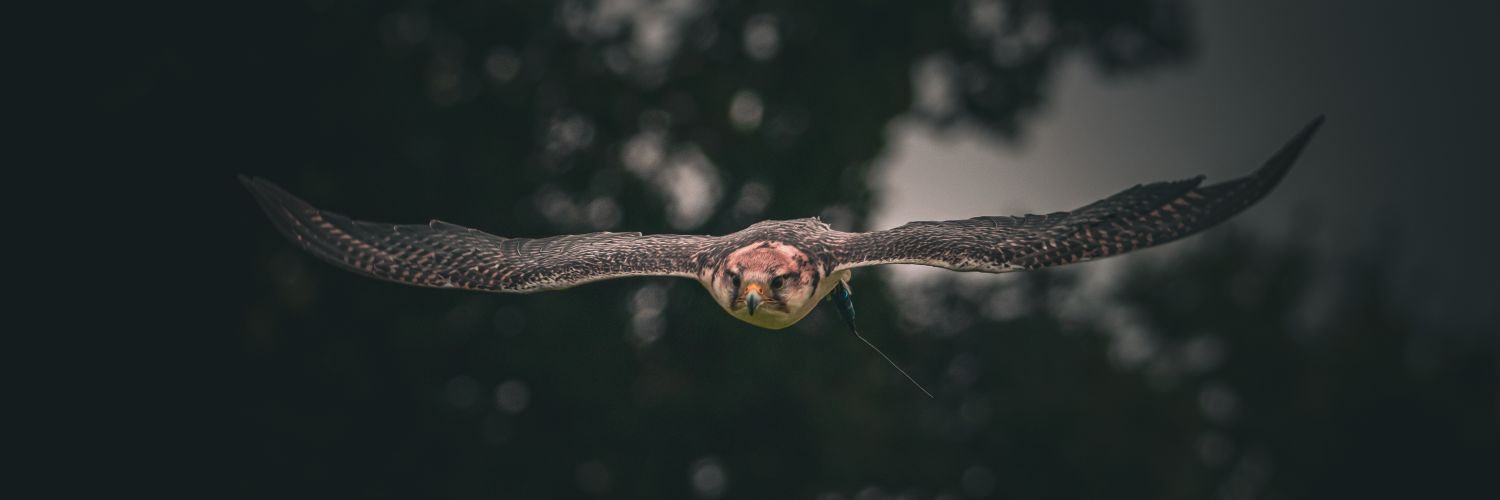 T R I N I T Y B E A R D S banner